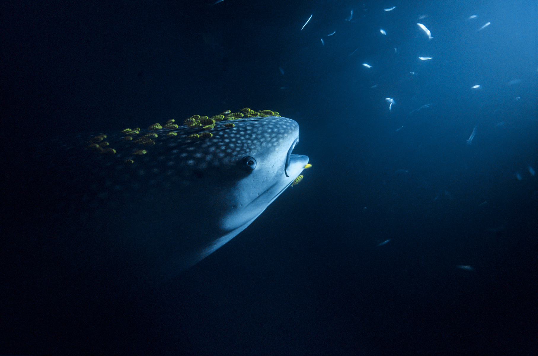 Indian Ocean - Djibouti - Gulf of Tadjoura. The photographer decided to use powerful HMI lightings to attract, by night, the whale sharks (Rhincodon typus) to the pursuit of the plankton of which they eat. The biggest fish of the world is surrounded with a cloud of small fish, and of juvenile travellies, that lives in its wake. It can measure 18-meter long and can weigh 50 tons. It is part of the cartilaginous fishes, like rays and sharks. It evolves the most often between the surface and about hundred depth meters. Its big dark body is marked entirely more or less of white stains regular. The whale shark lives in the whole tropical zone of the three big oceans, but it seems that the most numerous population is in the Indian ocean. Discovered officially by Smith in 1828, the whale shark was always part of the species fished by the local populations: in Indonesia, it is still captured with harpoon, and eaten.It is protected today in Australia, in Maldives, and in the Filipino.  *** Local Caption *** Ocean Indien - Djibouti - Golfe de Tadjoura. Le photographe a decide d'utiliser de puissants eclairages HMI pour attirer, de nuit, les requins baleines (Rhincodon typus) a la poursuite du plancton dont ils se nourrissent. Le plus grand poisson du monde est entoure d'une nuee de petits poissons, et de carangues royales juveniles, qui vivent dans son sillage. Il peut mesurer 18 metres de long et peser 50 tonnes. Il fait partie des poissons cartilagineux, au meme titre que líensemble des raies et requins. Il evolue le plus souvent entre la surface et une centaine de metres de profondeur. Son grand corps fonce est entierement marque de taches blanches plus ou moins regulieres. le requin baleine se retrouve dans toute la zone tropicale des trois grands oceans, mais il semble que la population la plus nombreuse se trouve dans líOcean Indien. Decouvert officiellement par Smith en 1828, le requin-baleine a toujours fait partie des especes pechees par les populations locales : e