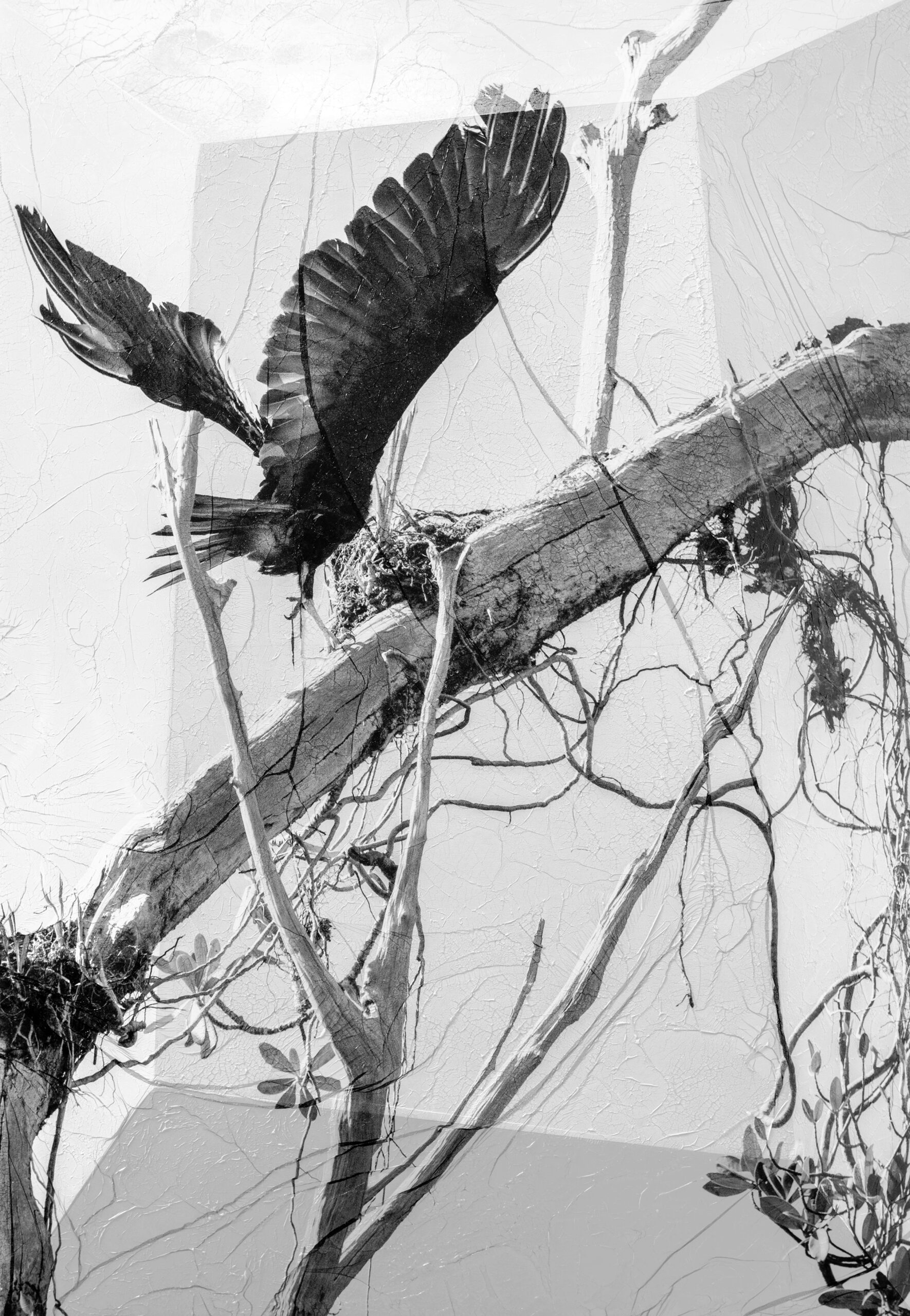 Photographie en noir et blanc représentant un balbuzard en envol depuis la branche d’un arbre érodé de la forêt guyanaise. La surface de l’image est plissée et fissurée, car la couche de gélatine a été soulevée et collée sur un autre support. L’oiseau sombre et les branches de l’arbre érodé, avec quelques lianes, se détachent sur le fond clair où l’on devine l’espace où la couche de gélatine a été collée.