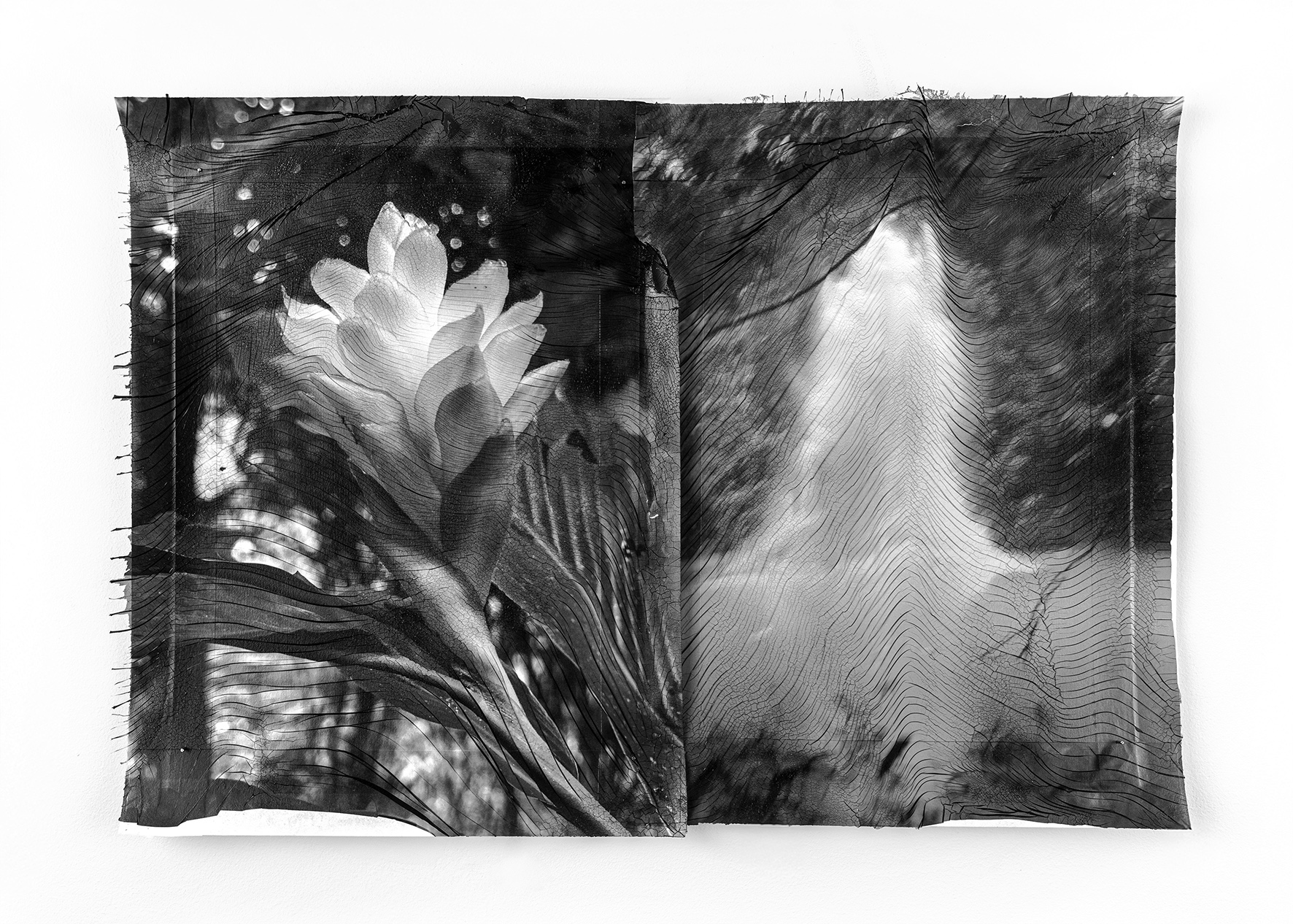 Diptyque noir et blanc de « mues » : une fleur de gingembre rouge est mise en regard à droite avec le jaillissement de l’explosion d’une mine dans un étang (Cambodge, ECPAD) Les franges de gélatines cristallisées s’interpénètrent au centre de la composition et se soulèvent sur les autres bords.